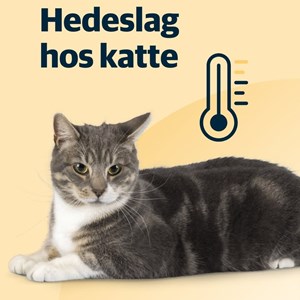 Opslagsbillede