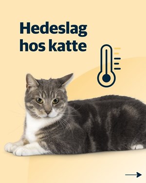 opslagsbillede