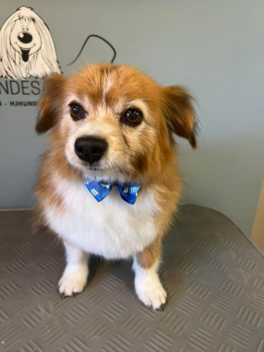 Hold trit med lokalområdet: Nyt fra Sæby