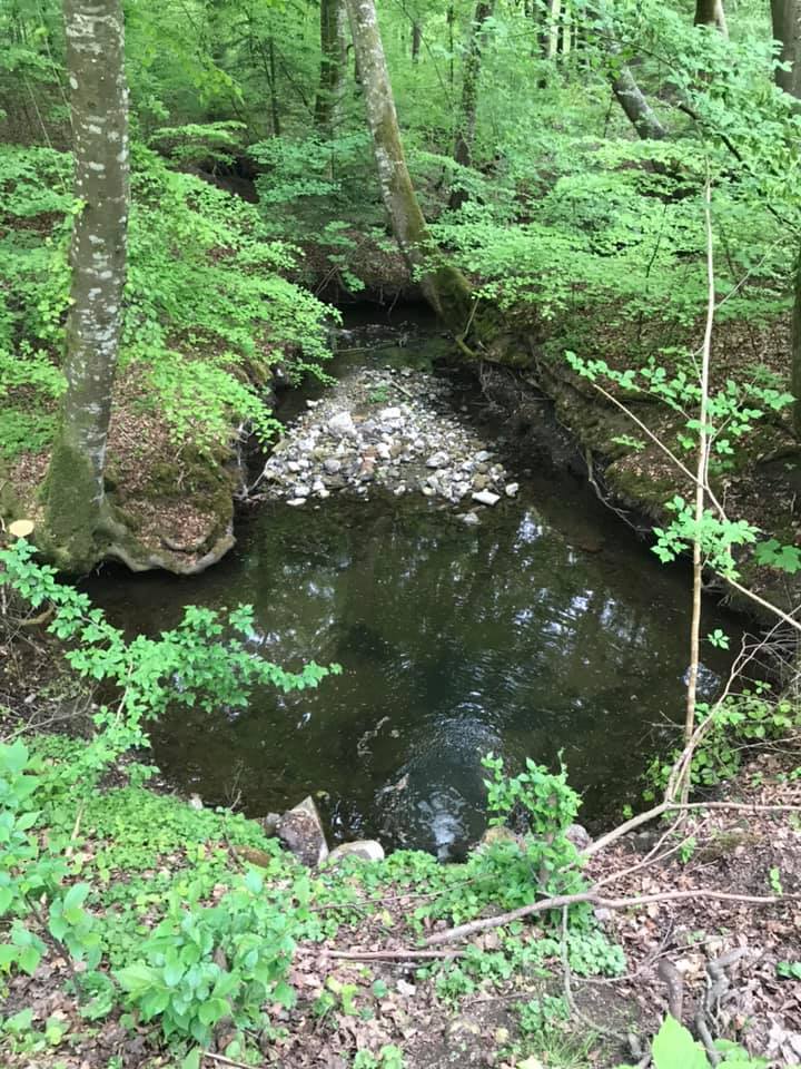 Vandretur i Østrup Skov