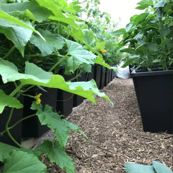 Rishøjgård Gårdbutik og Jordbrug forhandler nu selvvandingskrukker til drivhuset