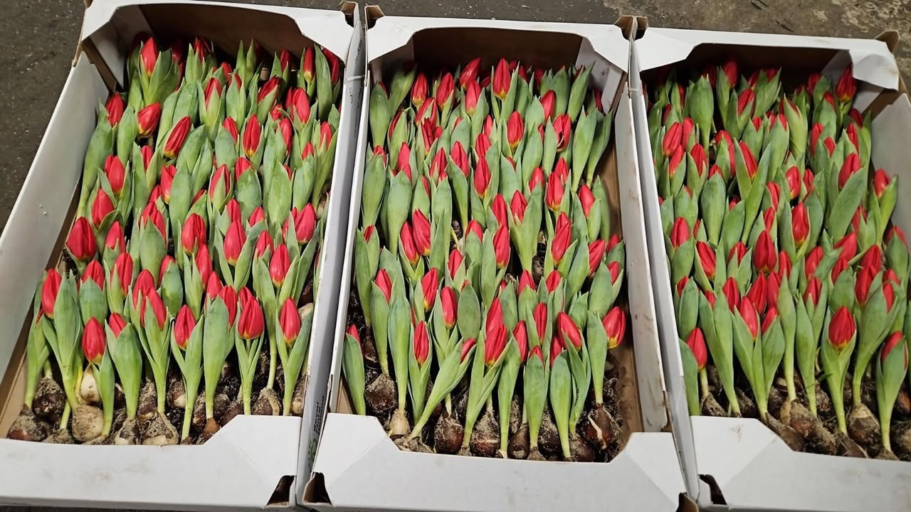 Juletilbud på tulipaner hos Midtjysk Blomstermarked: Spar 50%