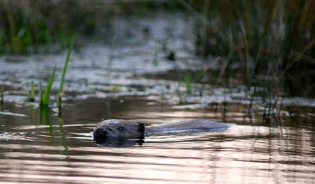 Guidet svampetur i Klosterheden Plantage