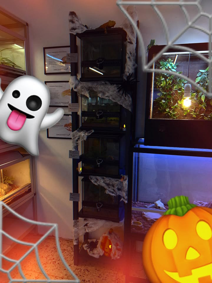 Camillas Dyrecenter skaber halloweenstemning med uhyggelige tilbud