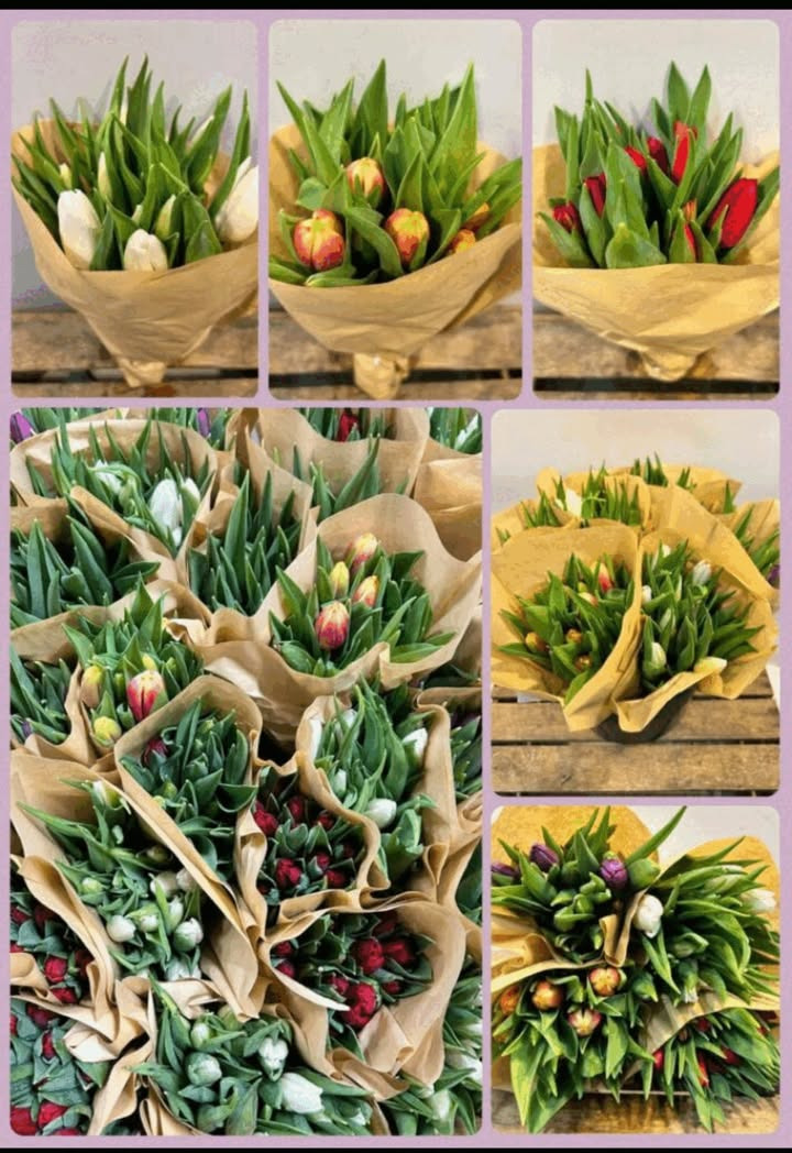 Meny Randers tilbyder tulipaner i smukt farvemix til forårshygge