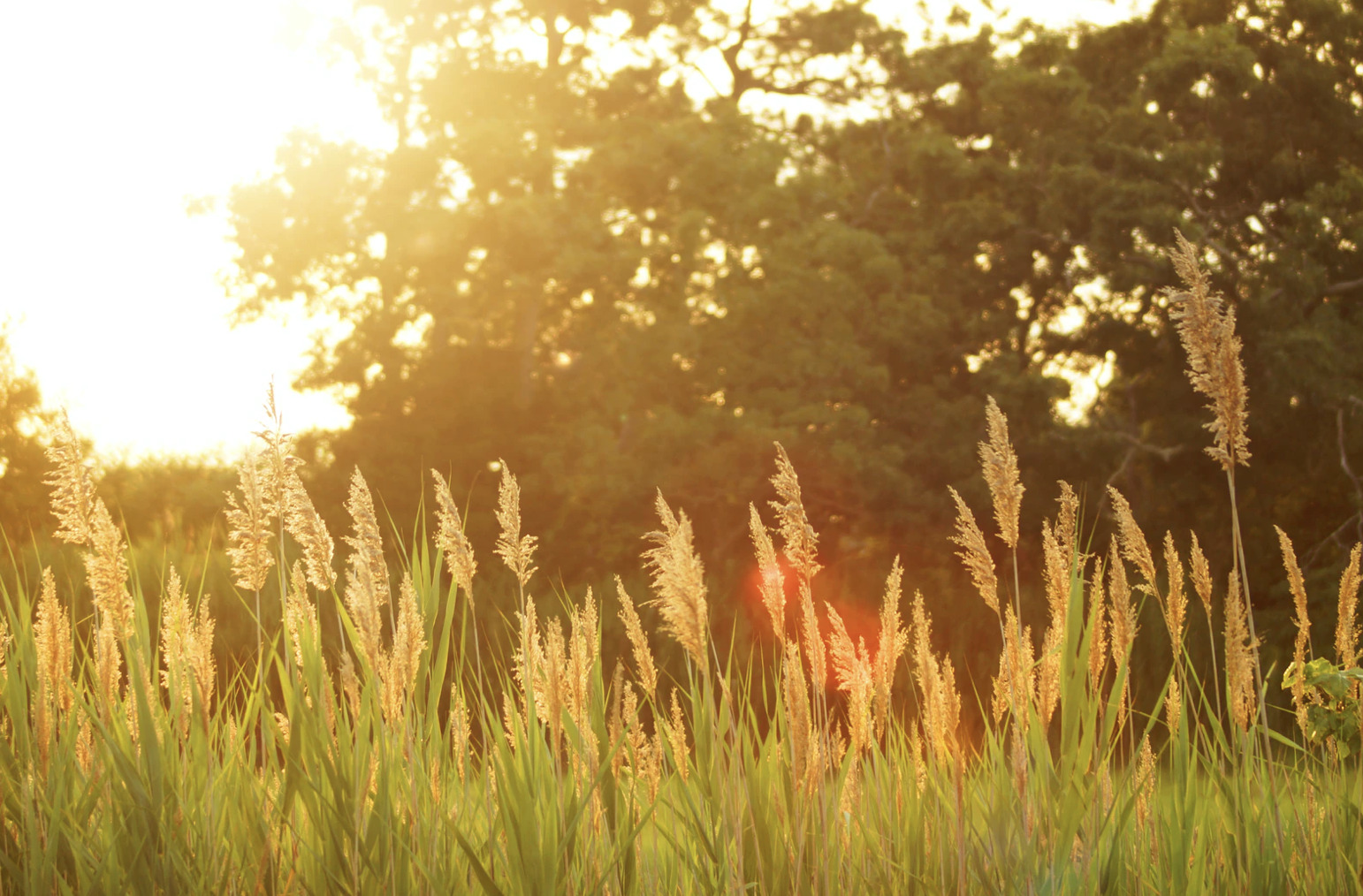 Store strande og skove i Hals og Hou området