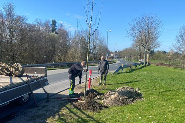 Vallensbæk planter 28 træer og forstærker både klima og biodiversitet