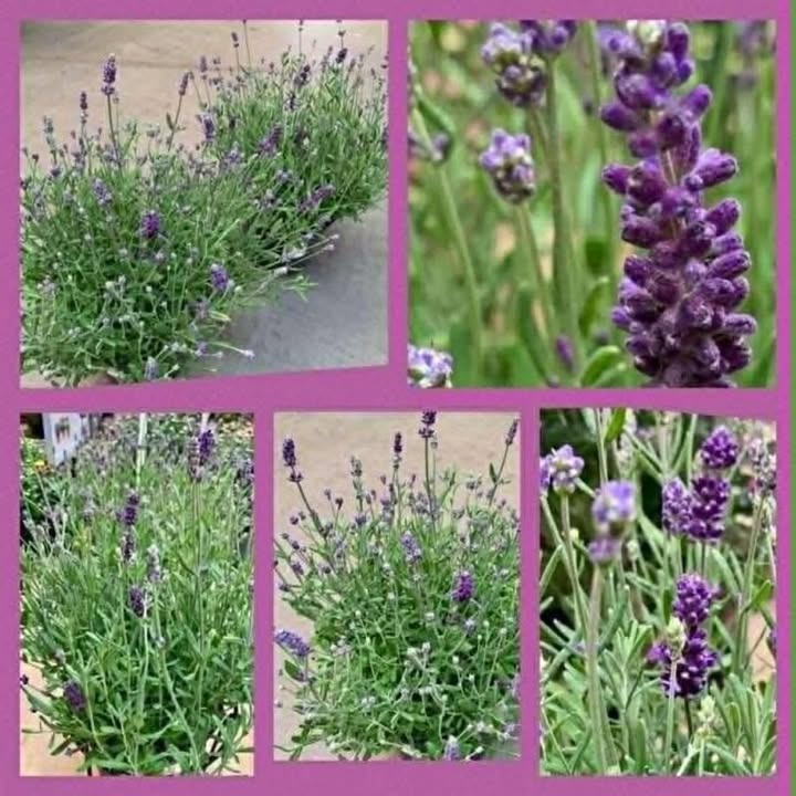 MENY Randers lancerer lavendel Thumbelina til særpris