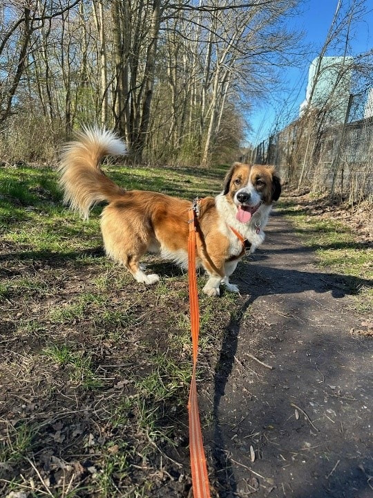 Fremlysning af hund fundet i Roskilde