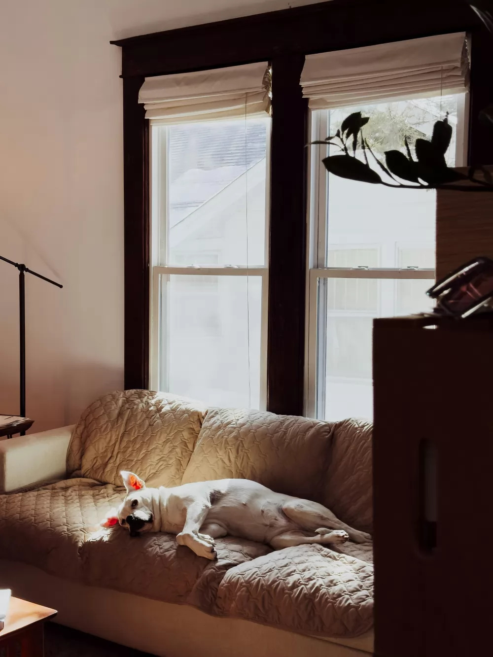 Fysioterapi hund: Hjælp din firbenede ven til bedre bevægelse