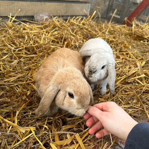 Rishøjgård Gårdbutik og Jordbrug søger ejere til to håndtamme kaninunger fundet på Mejlbyvej