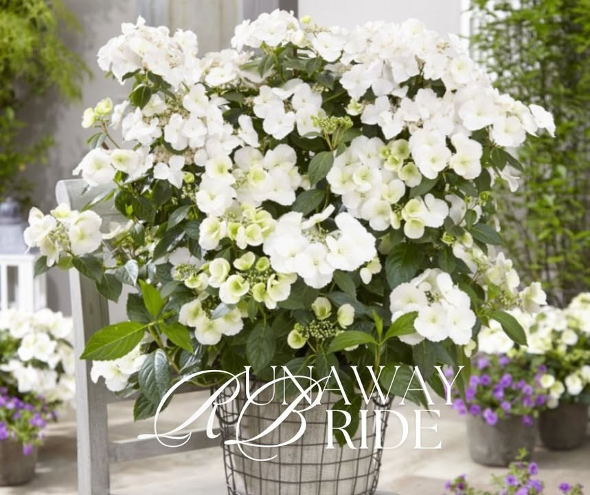 Løvbjerg Frederikshavn introducerer den trendy hortensia 'Runaway Bride' til en særlig pris