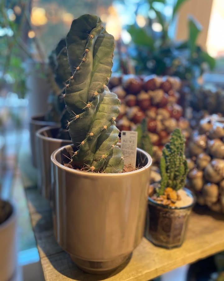 Florist Pernille DB tilbyder vejledning og tilplantning med grønt