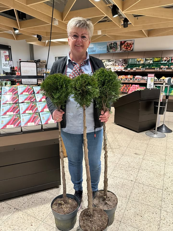 Meny Gl. Skagensvej tilbyder thuja smaragd til specialpris i begrænset periode