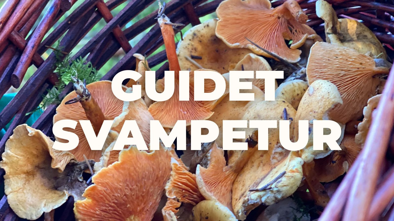 Oplev svampejagt og gourmet i Nybæk Plantage