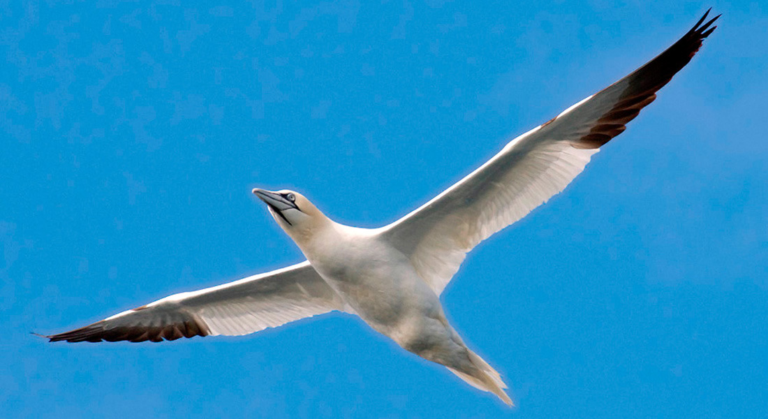 Oplev Nordatlantens havfugle til foredrag i Øresundsakvariet