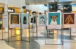 Foto-udstilling  i Randers Storcenter: Projekt 100 Hunde