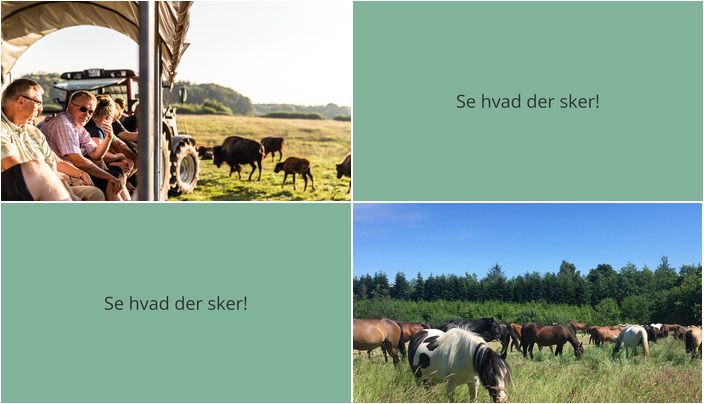 Weekenden i Morud: Bisonokser og hestehistorier