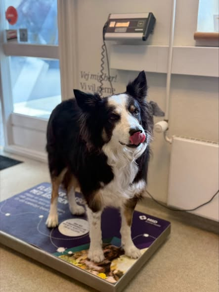 AniCura Familiedyrlægerne Aars tilbyder vægttabsforløb til hunde og katte