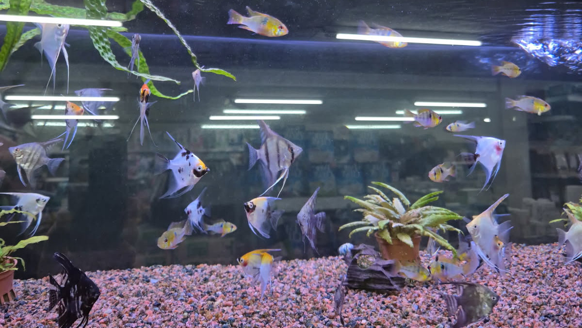 Februar er højsæson for akvarieentusiaster hos dyrecenter i Kolding