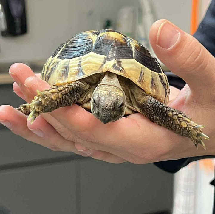 Holger den landskildpadde får en nødvendige næb-icure hos Vodskov Dyreklinik