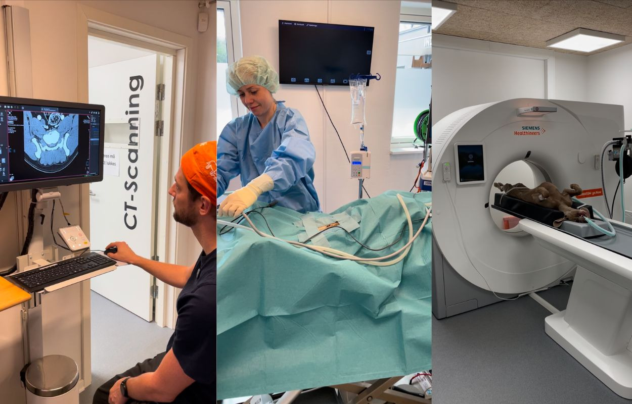 Gå trygt til dyrlægen: Center Dyreklinik tilbyder avanceret ortopædkirurgi og kikkertkirurgi