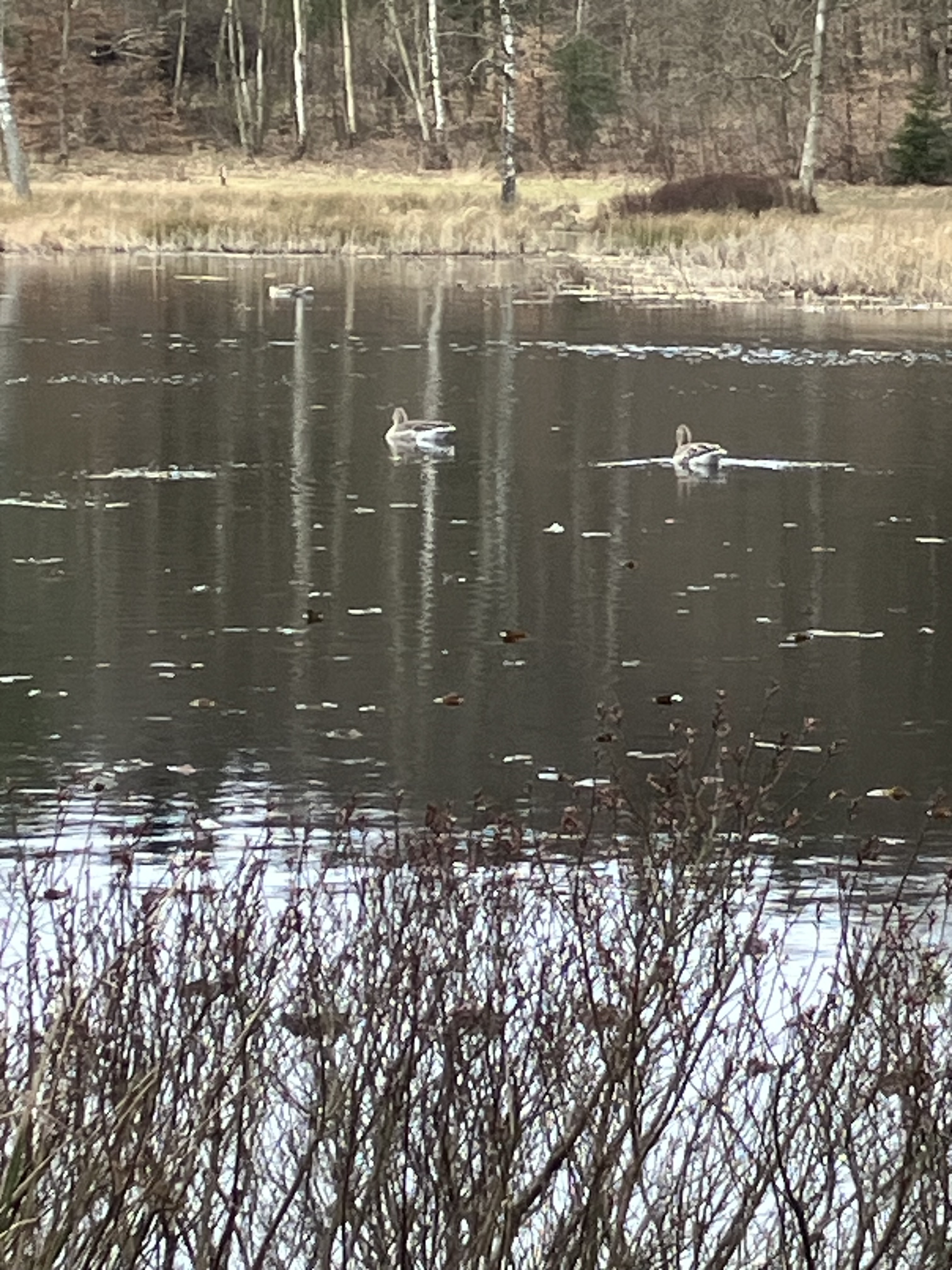 Gå-gruppen Viborg inviterer til naturskøn vandretur i Undallslund