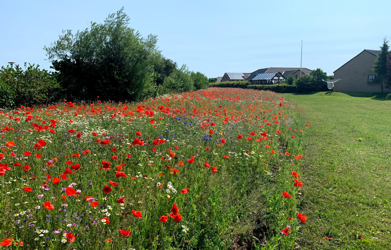  Foreninger i Horsens kan få gratis blomsterfrø til at skabe insektvenlige blomsterenge