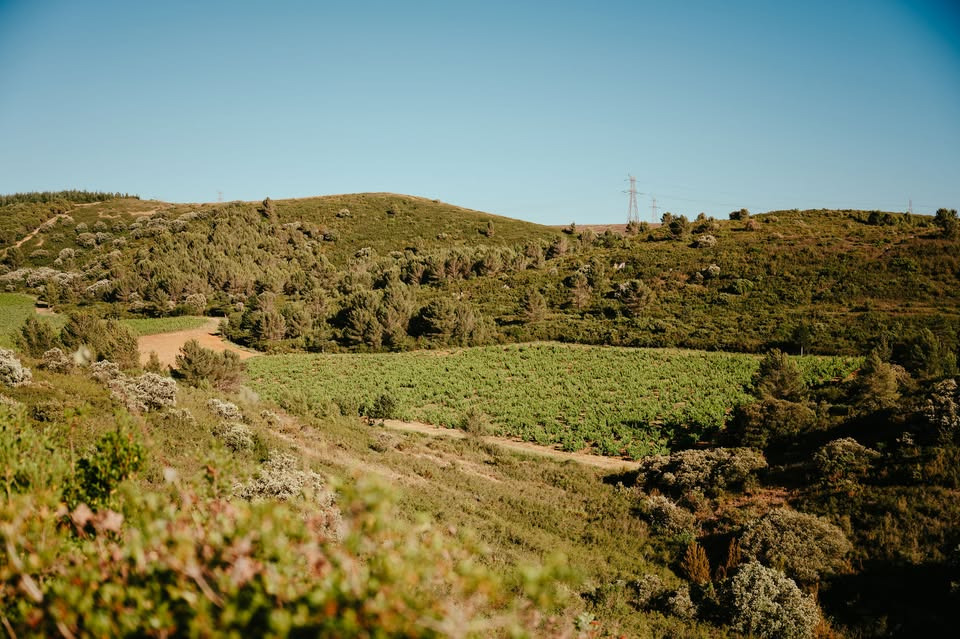 Winemakers Dinner: En smagsrejse til Languedoc i Skærbæk