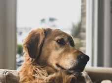 Maxi Zoo Ikast støtter Støt Brysterne