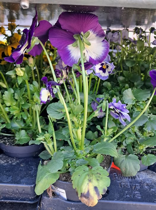 Spar Valsgård inviterer til forårsudplantning med stedmoderblomster til specialpris