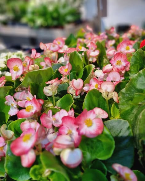 Fynbogården Blomster ApS har fået efterspurgte isbegonia ind ad døren