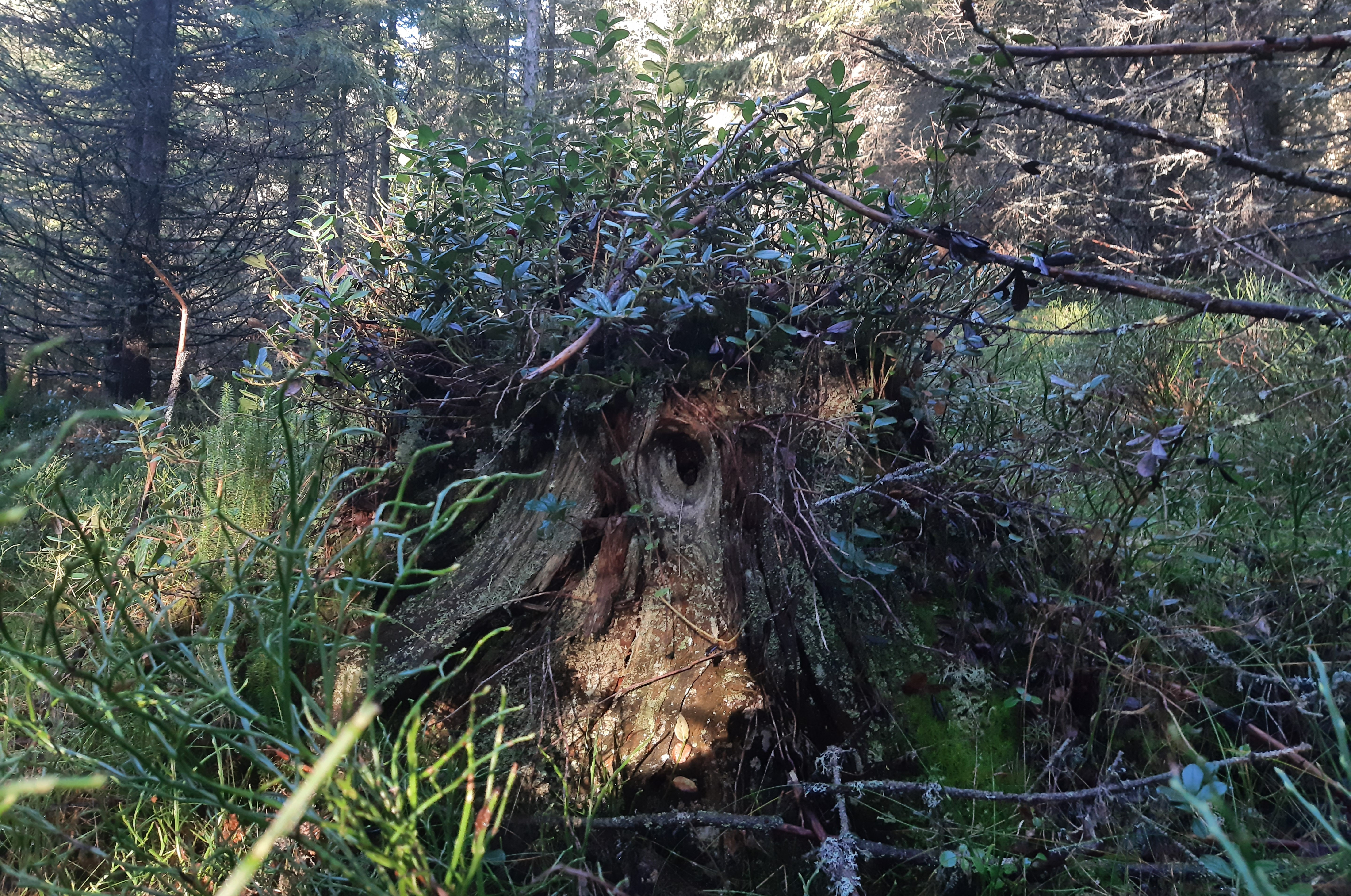 Udforsk Samsøs magiske væsner på en overnaturlig gåtur