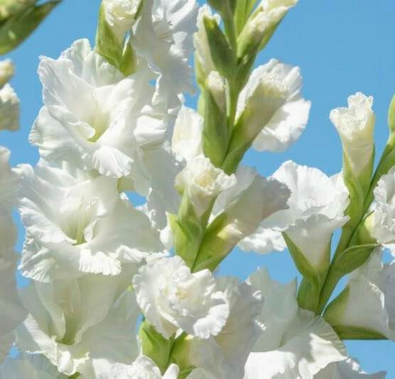 Opdatér dig her: Det nyeste fra Brønderslev