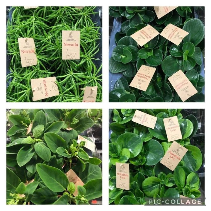 Hold trit med lokalområdet: Nyt fra Silkeborg