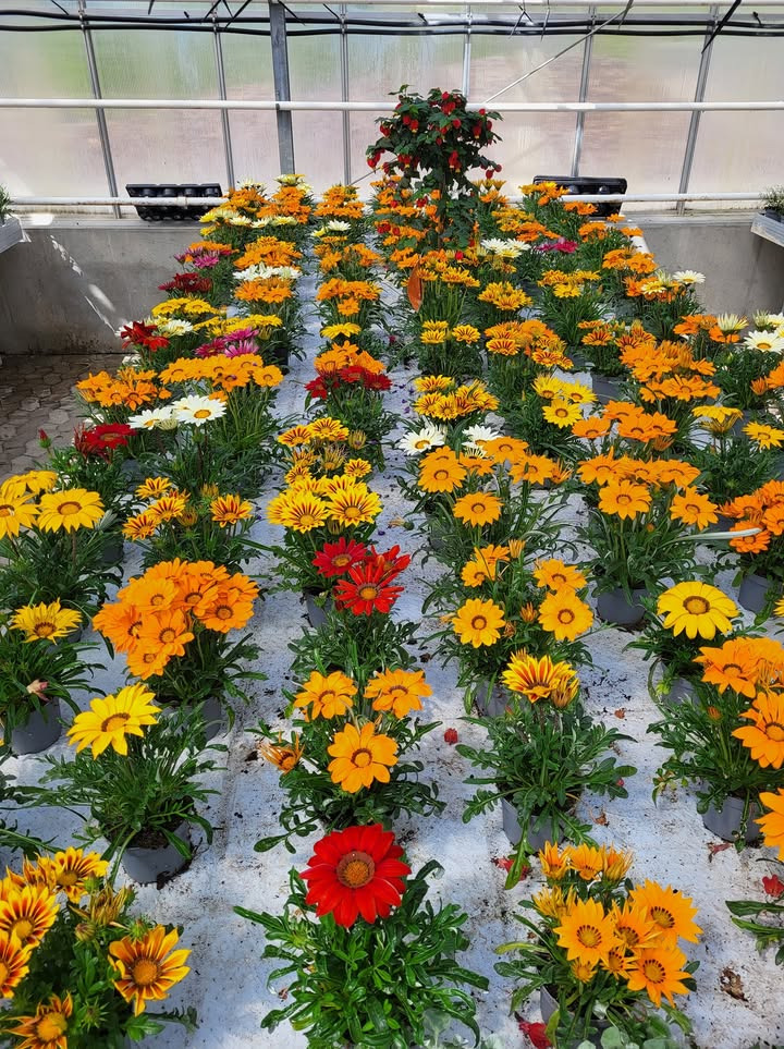 Asmild Plantecenter ApS inviterer til planteweekend i drivhusene