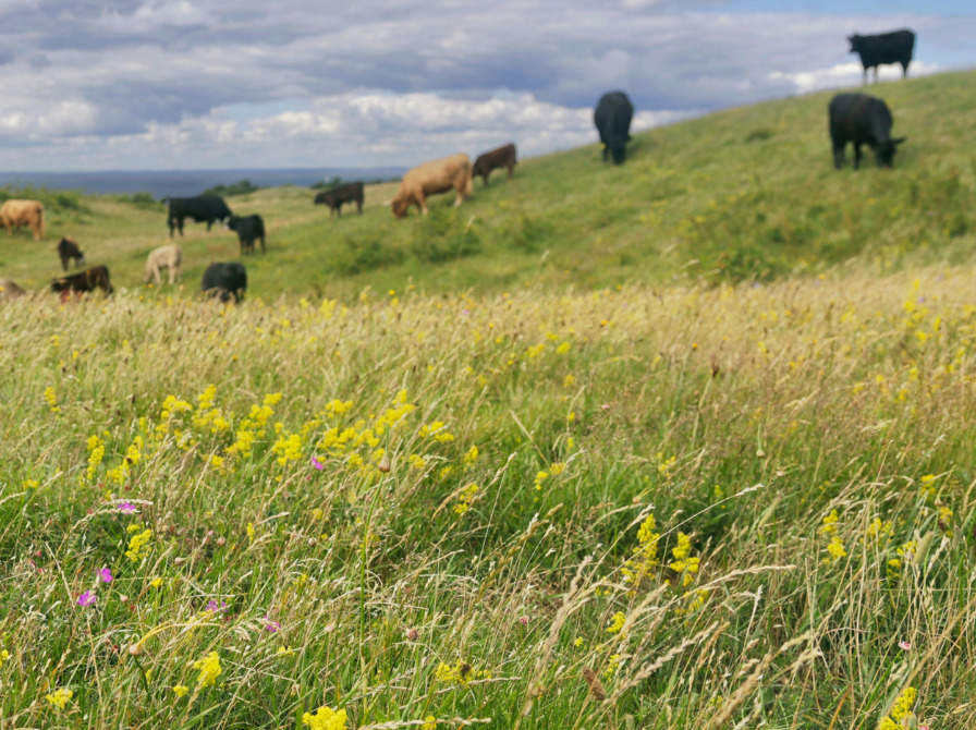 Udforsk fortidens og fremtidens vilde natur på Jægersborg Bibliotek