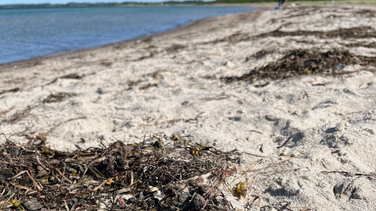 Lecakugler på Kobæk Strand: Ufarlige for både mennesker og miljø
