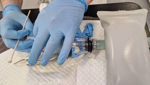 Dyrehospitalet Heden ApS redder undulat med læggenød