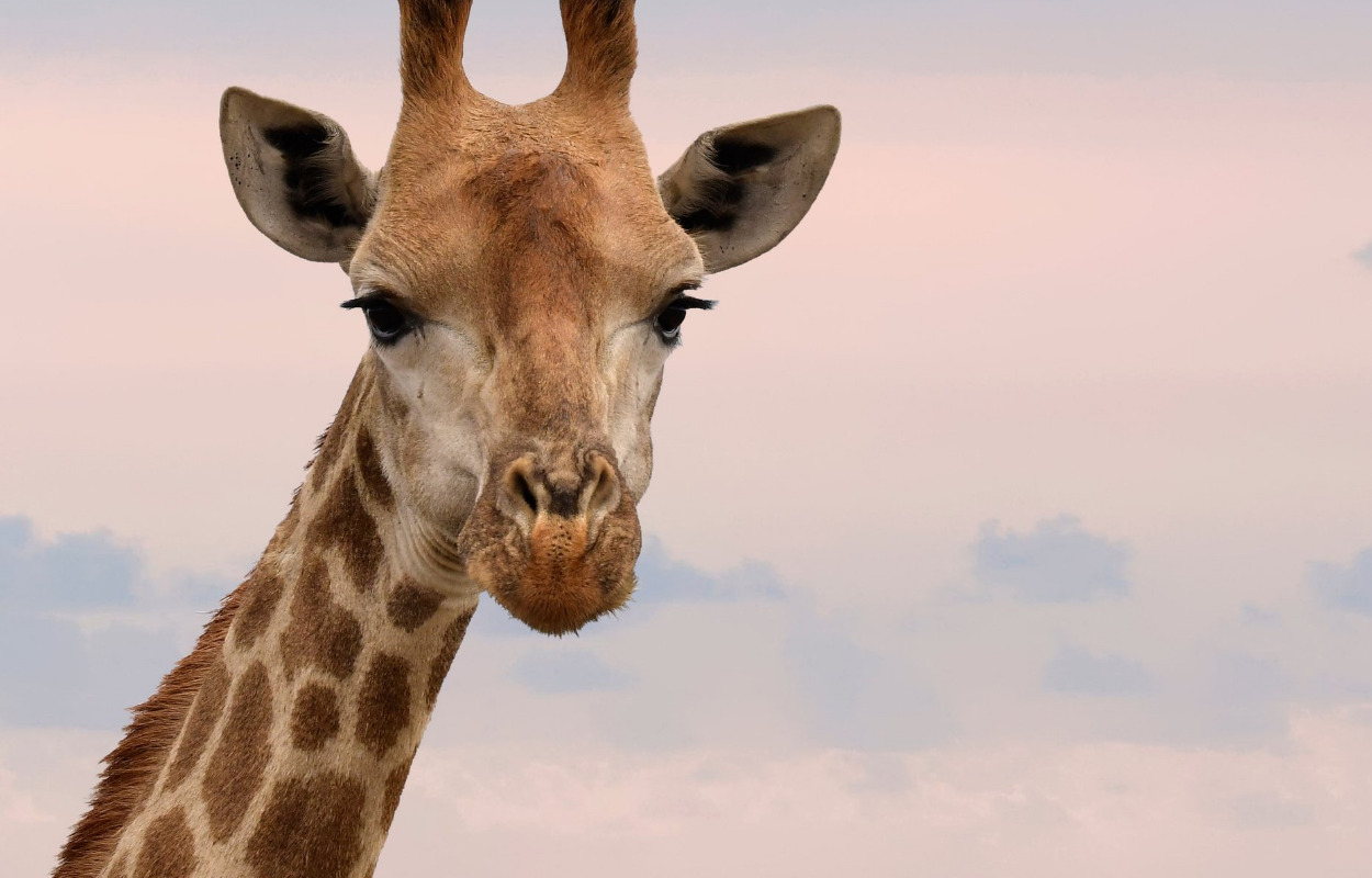 Kom til foredrag med Sebastian Klein