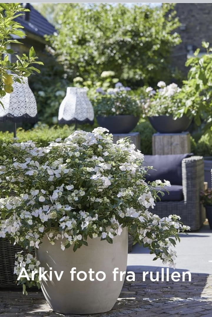 Meny Gl. Skagensvej tilbyder trendy hortensia til specialpris