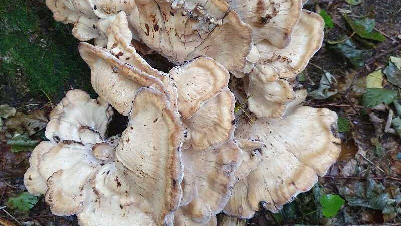 Oplev det kuperede landskab i Hansted Skov med DVL Horsens