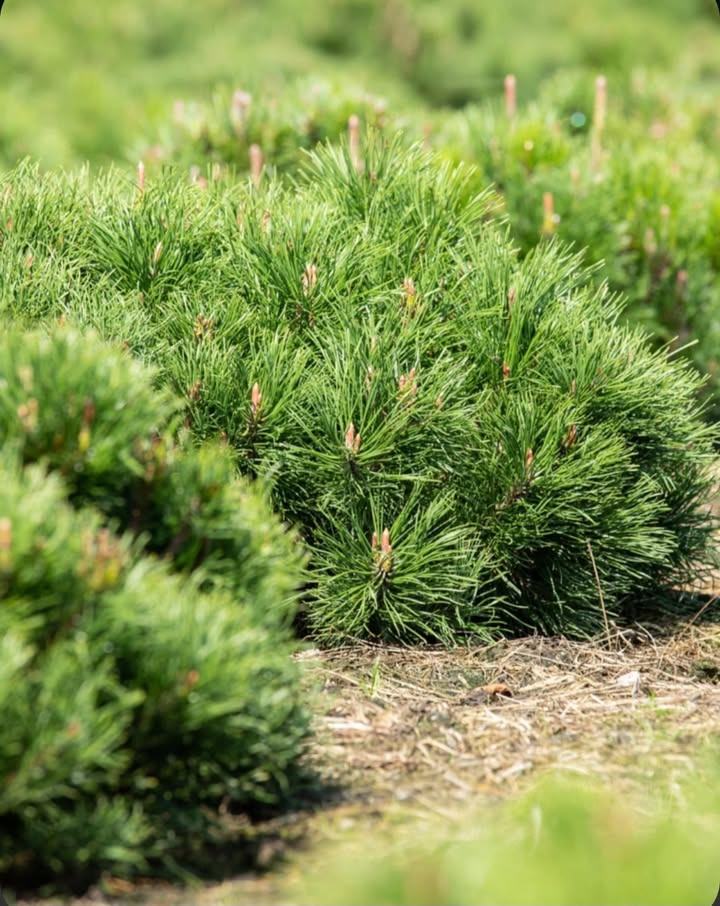 Asmild Plantecenter ApS forklarer årsagen til gule nåle på fyrretræer