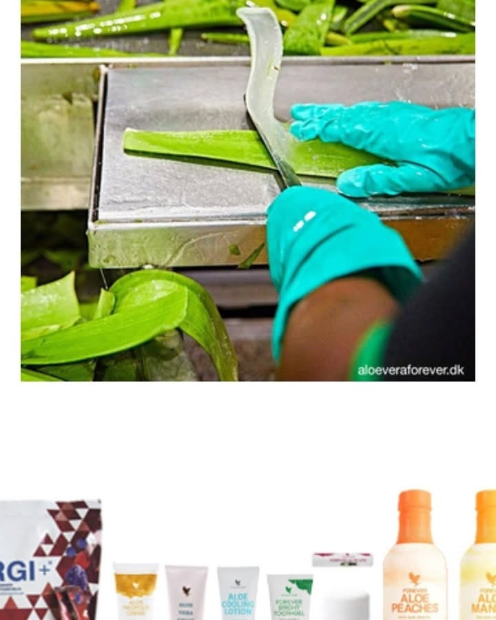 Asmild Plantecenter ApS viser Aloe Vera frem på Havens dag