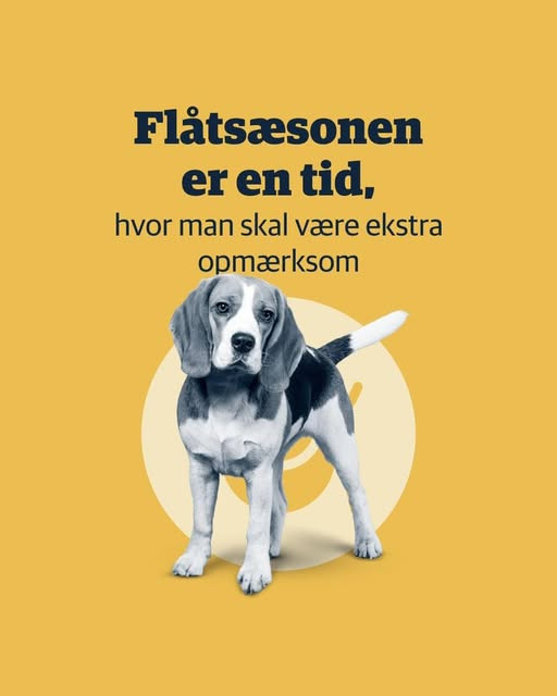 AniCura Aalborg opfordrer til at beskytte kæledyr mod flåter