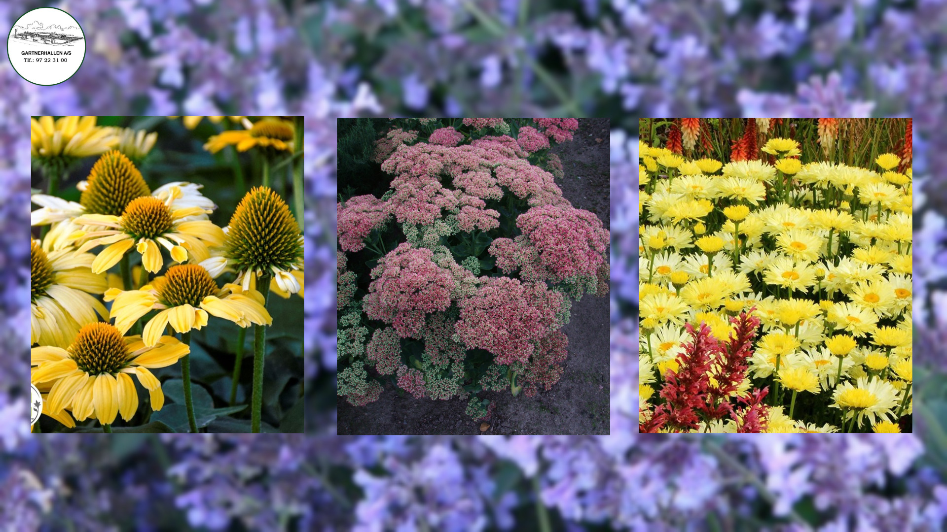 Insektvenlige stauder til haven hos Midtjysk Gartnerhal