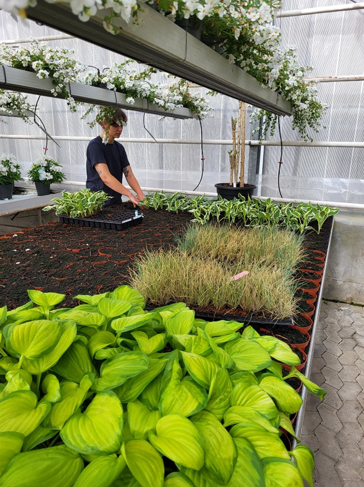 Asmild Plantecenter ApS inviterer til at se drivhusenes vækst og farver