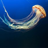 Gopler og bobler: En aften med smag og biodiversitet i Folkehuset Tilst