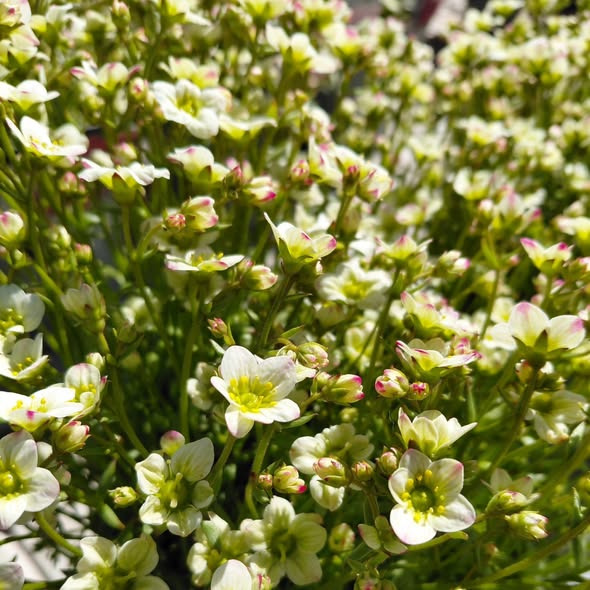 Rishøjgård Gårdbutik og Jordbrug inviterer til weekend i det fyldte drivhus