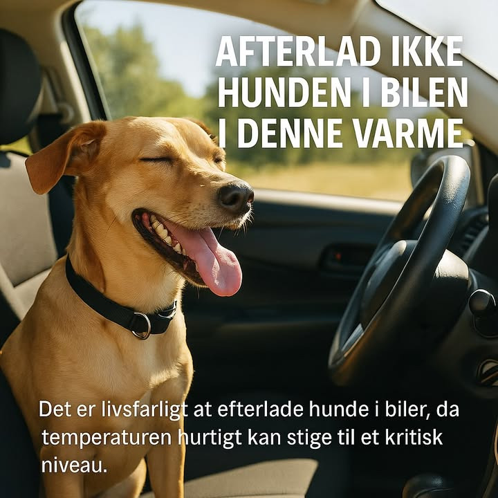 Center Dyreklinik advarer mod hedeslag hos kæledyr i varme biler